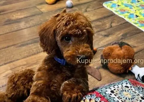 Toy Pudla štenci - 8/12