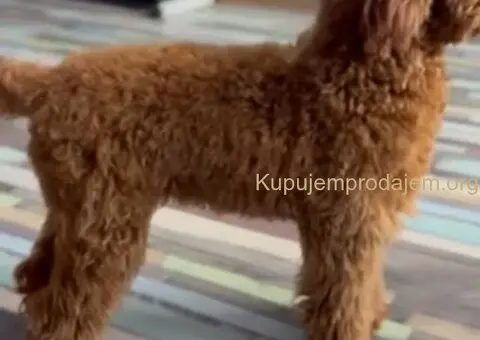 Toy Pudla štenci - 9/12