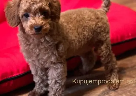 Toy Pudla štenci - 10/12