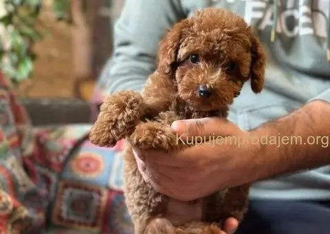 Toy Pudla štenci - 11/12