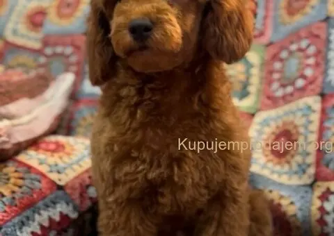 Toy Pudla štenci - 12/12