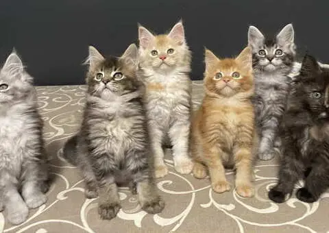 Maine Coon macici vrhunskog porekla