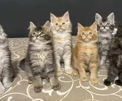 Maine Coon macici vrhunskog porekla