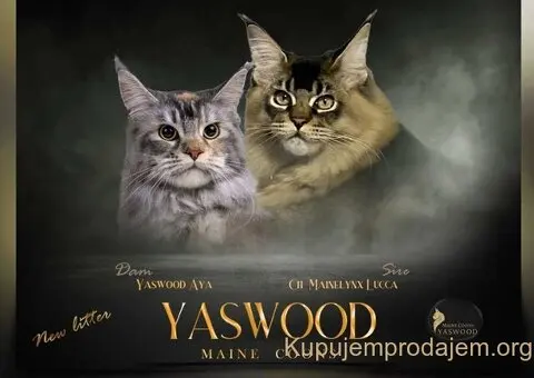 Maine Coon macici vrhunskog porekla - 2/2