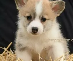 Velski korgi/Welsh Corgi Pembroke