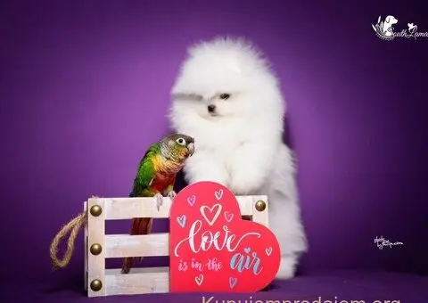 Veseli cistokrvni pomeranci spremni za novi dom - 1/4