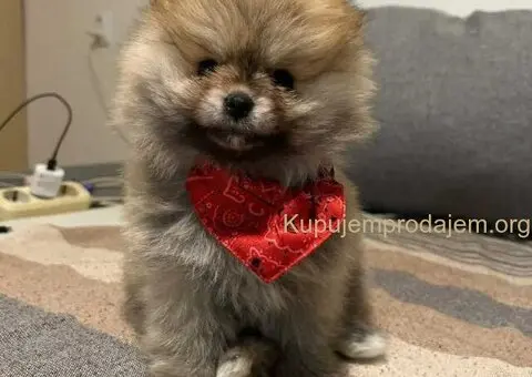 Veseli cistokrvni pomeranci spremni za novi dom - 2/4