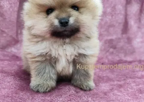 Veseli cistokrvni pomeranci spremni za novi dom - 3/4