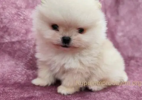 Veseli cistokrvni pomeranci spremni za novi dom - 4/4