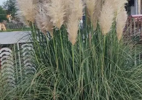 Pampas na prodaju - 1/3