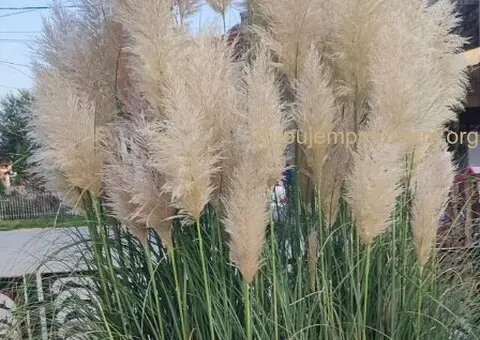 Pampas na prodaju - 2/3