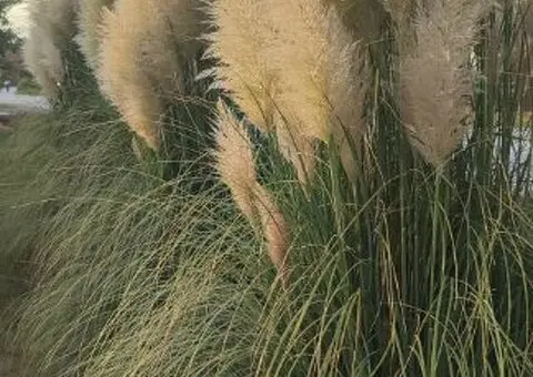 Pampas na prodaju - 3/3