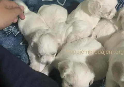 Stenci Maltezera za rodaju od sitnijih roditelja - 1/5