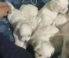 Stenci Maltezera za rodaju od sitnijih roditelja