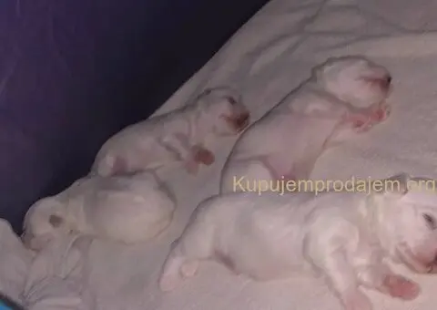 Stenci Maltezera za rodaju od sitnijih roditelja - 2/5