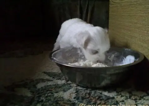 Stenci Maltezera za rodaju od sitnijih roditelja - 4/5