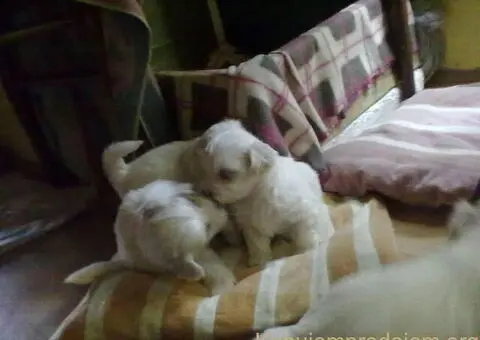 Stenci Maltezera za rodaju od sitnijih roditelja - 5/5