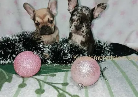 Francuski buldog –  četiri muška šteneta I jedna ženkica - 1/11