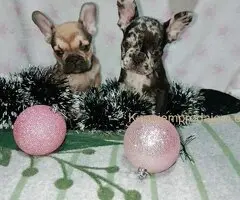 Francuski buldog –  četiri muška šteneta I jedna ženkica