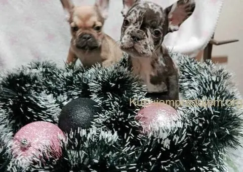 Francuski buldog –  četiri muška šteneta I jedna ženkica - 2/11