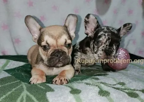 Francuski buldog –  četiri muška šteneta I jedna ženkica - 3/11