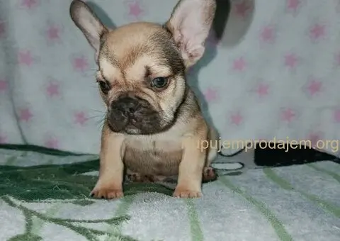 Francuski buldog –  četiri muška šteneta I jedna ženkica - 4/11