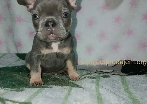 Francuski buldog –  četiri muška šteneta I jedna ženkica - 5/11