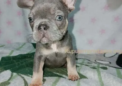 Francuski buldog –  četiri muška šteneta I jedna ženkica - 6/11