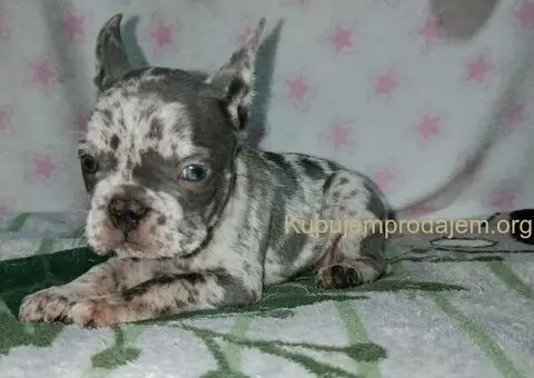 Francuski buldog –  četiri muška šteneta I jedna ženkica - 7/11