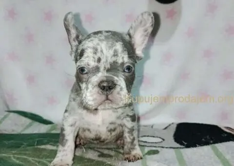 Francuski buldog –  četiri muška šteneta I jedna ženkica - 8/11