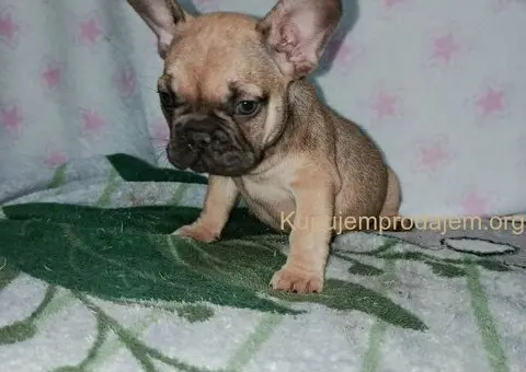 Francuski buldog –  četiri muška šteneta I jedna ženkica - 9/11