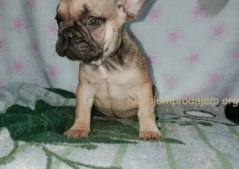 Francuski buldog –  četiri muška šteneta I jedna ženkica - 10/11