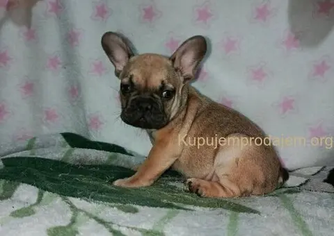 Francuski buldog –  četiri muška šteneta I jedna ženkica - 11/11