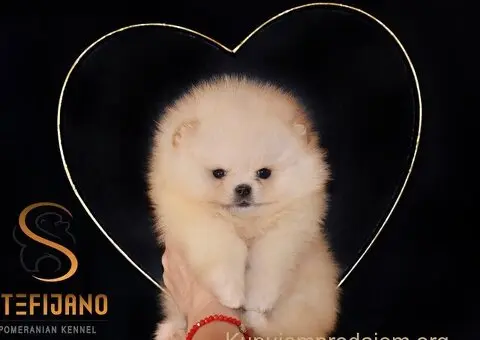 Pomeranac PRELEPI štenci - 1/5