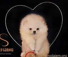 Pomeranac PRELEPI štenci