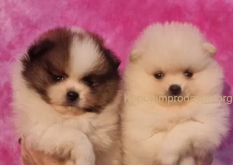 Pomeranac PRELEPI štenci - 2/5