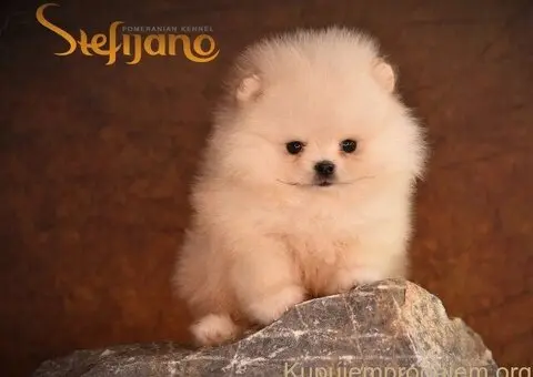 Pomeranac PRELEPI štenci - 3/5
