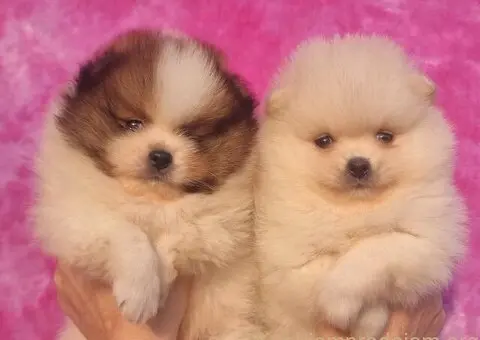 Pomeranac PRELEPI štenci - 4/5