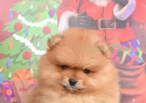 Pomeranac PRELEPI štenci - 5/5