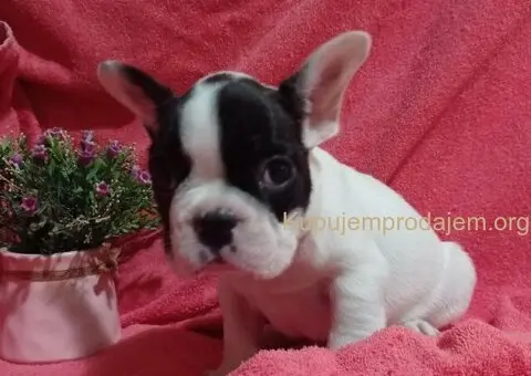 Zensko stene francuskog buldoga - 1/7