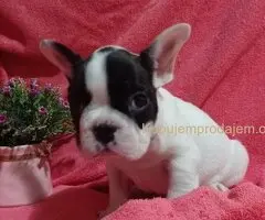 Zensko stene francuskog buldoga