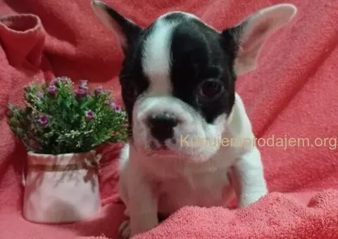 Zensko stene francuskog buldoga - 2/7