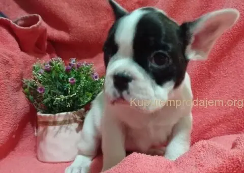 Zensko stene francuskog buldoga - 3/7