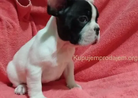 Zensko stene francuskog buldoga - 4/7