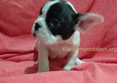 Zensko stene francuskog buldoga - 5/7