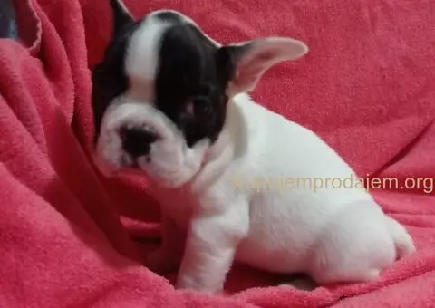 Zensko stene francuskog buldoga - 6/7