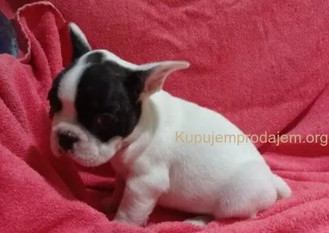 Zensko stene francuskog buldoga - 7/7