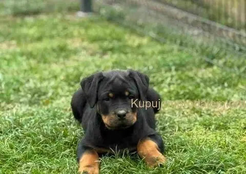 Na prodaju štenad Rottweilera vrhunskog porekla - 1/5