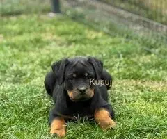 Na prodaju štenad Rottweilera vrhunskog porekla