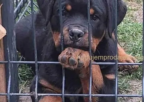 Na prodaju štenad Rottweilera vrhunskog porekla - 2/5